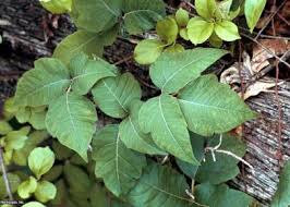 And many places have none of these nasty plants. Poison Ivy Plants How To Identify And Control Poison Ivy Hgtv