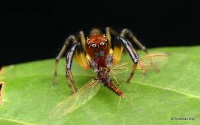 Image result for Pterygota