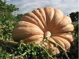 Pumpkin Atlantic Giant