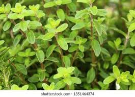 Image result for Justicia tenella