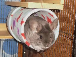 Pin On Chinchillas
