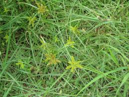 Image result for Cyperus sp. (ex Mariscus sp.no.2)