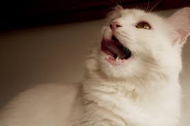 Many different tumors occur in the mouths of dogs and cats, but all have similar clinical signs. Cat Keeps Licking Mouth Sign Of Cancer Scary Symptoms