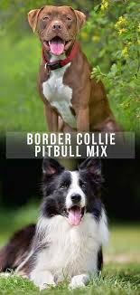 Check spelling or type a new query. Border Collie Pitbull Mix Is This The Cross For You