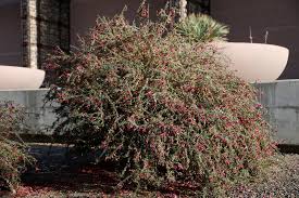 Image result for Geophila erythrocarpa