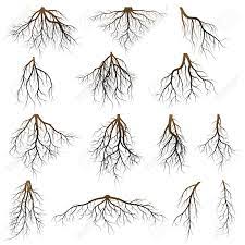 Set Of Tree Roots Roots Silhouette Vector Illustration Roots Drawing Tree Silhouette Tattoo Tree Roots