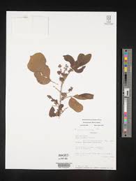 Image result for Searsia tenuinervis