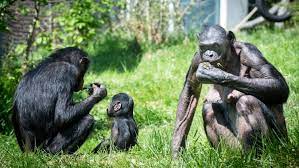 894 321 tykkäystä · 1 967 puhuu tästä. Der Mensch Der Bonobo Und Die Zehn Gebote Moralische Affen Archiv