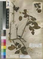 Image result for Haplocoelum