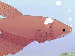 How To Cure Betta Fish Diseases With Pictures Wikihow
