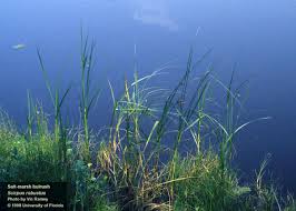 Image result for Schoenoplectus scirpoides