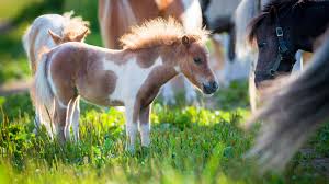 Miniature Horse Breed Profile