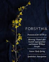 Forsythia Flower Meanings Flower Names Types Of Flowers