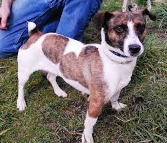 Adopt buddy a brindle jack russell terrier / mixed dog in roseburg. Lulu 2 Year Old Female Jack Russell Terrier Available For Adoption