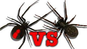 If a black widow spider bites a person, do not panic! Redback Spider Vs Black House Spider Touch Taste Kill Youtube