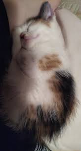 Cerebellar hypoplasia is caused by a virus that can develop in kittens during or shortly following birth. Little Kitten With Cerebellar Hypoplasia Need Advice On How To Take Care Of Her Aww
