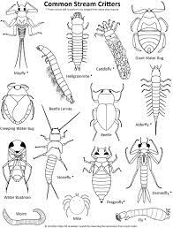 Even though the verbal means are. Stream Insects Coloring Page