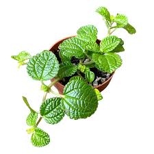 Image result for Pilea rivularis