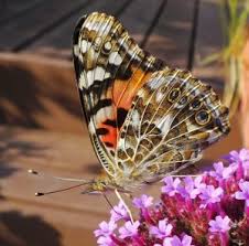 The american lady, however, has a somewhat concave or notched outer edge of the forewing. Painted Lady Butterfly Vanessa Cardui Wisconsin Horticulture
