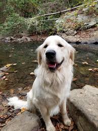 Took This Pretty Boy Hiking Golden Retriever Dogs Golden Retriever Water Dog