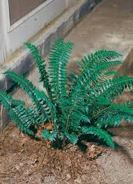 Image result for Polystichum sinense