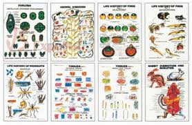 Zoology Ii Charts Biology Educational Charts