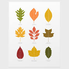 Leaves Print