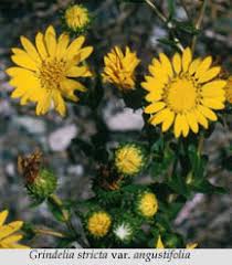 Image result for Gunillaea