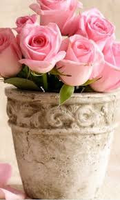 Download Mobile Wallpaper Flowers Plants Roses Free 17540 Flower Pots Flower Wallpaper Flowers