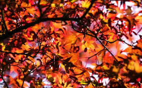 | see more fall wallpaper, beautiful waterfall wallpaper, cute fall wallpaper, fall iphone wallpaper, pretty fall wallpaper. Pretty Fall Wallpapers 1280x1024 Wallpaper Teahub Io