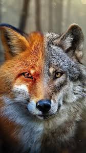 Here are only the best fox wallpapers. Best Cool Fox Wallpaper For Your Mobile Phone Cute Pics