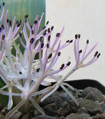 Image result for Daubenya