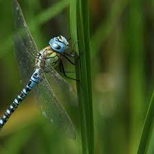 They work very efficiently and we always get a fantastic product out of it. Here Be Dragonflies Thriving In Britain As Never Before Insects The Guardian