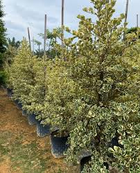 Image result for Ficus triangularis