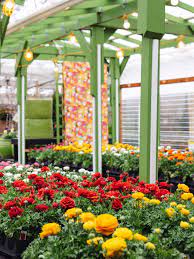 Ranunculus Garden Ranunculus Garden Garden Center Garden Arch