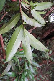 Image result for Gomphia