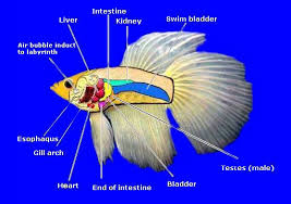 Aging bettas are also more prone to kidney failure and other viral bacterial and parasitic infections hi my betta has been bloated for at least three days now. Swim Bladder Disease In Fish The Who What Where And Why