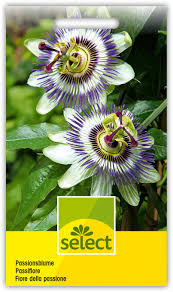 See what people are saying and join the conversation. Passionsblume Passiflora Caerulea Select Samen Shop