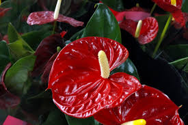 Learn more about anthurium andraeanum or flamingo flower. Anthurium Care Indoors Indoor Plant Center