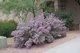 Water Efficient Plants Guide