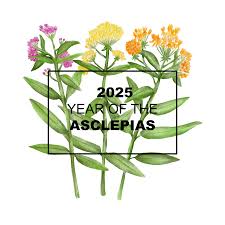 Image result for Asclepias