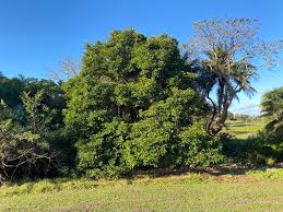 Image result for Cassipourea