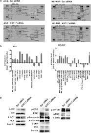 In this game, you can play with unlimited gems, gold and elixir. Knockdown Of Krt17 By Sirna Induces Antitumoral Effects On Gastric Cancer Cells Springerlink