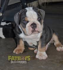 Miniature english bulldog puppies for sale in texas. English Bulldog Kennels Pasteurinstituteindia Com