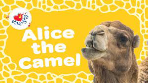 Zamel the camel has five humps. Alice The Camel Has Five Humps Animal Song Children Love To Sing Youtube