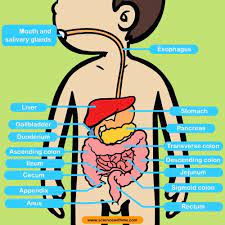 I just hope the it has a 2008 cobalt in the game. Learn About The Digestive System Science For Kids And Science Activities And Projects For K Digestive System For Kids Human Digestive System Digestive System