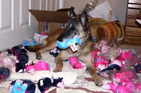 Boxers have an average prey drive, which means that they don't have a high impulse to chase and catch something like a cat or any other small aminals. Getting It Right Is The Belgian Malinois A Good Fit For You