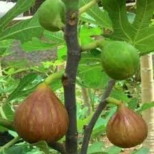 Join group jual beli pokok buah tin segar disini www.pokoktin.com awal bulan ini kecoh bila pokok kurma yang ditanam. Cara Menanam Buah Tin Stek Cangkok Syarat Tumbuh Jarak Tanam