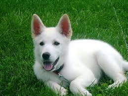 Check spelling or type a new query. White German Shepherd Puppies For Sale In Pa Cute Puppies German Shepherd Puppies White German Shepherd Puppies White German Shepherd