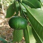 Image result for Voacanga chalotiana